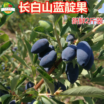 顺丰长白山蓝靛果鲜果新鲜黑瞎子山茄子羊奶子果2斤孕妇宝宝辅食