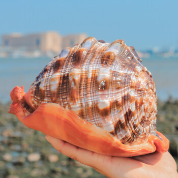 贝壳摆件天然超大海螺四大名螺鱼缸造景水族装饰品精美厚皮摆件1213cm