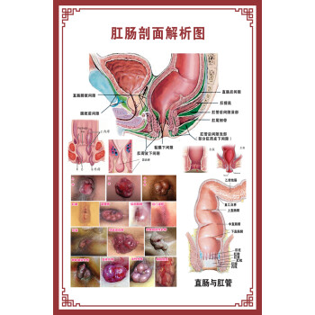 人体内脏解剖系统示意图医学骨骼肌肉器官血管血液结构图医院海报