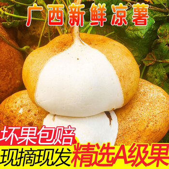 现挖凉薯新鲜白地瓜10斤装广西土瓜红土豆薯农家沙番薯山芋51斤大果