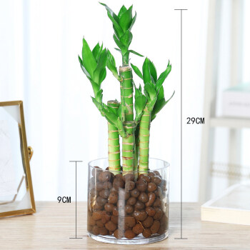 水养荷花竹小型盆栽文昌竹室内花卉绿植水培植物富贵竹子d910厘米圆柱