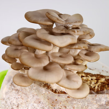 麦桑荷蘑菇菌包平菇金针菇香菇菌棒木耳猴头灵芝种植包家庭种植食用菌