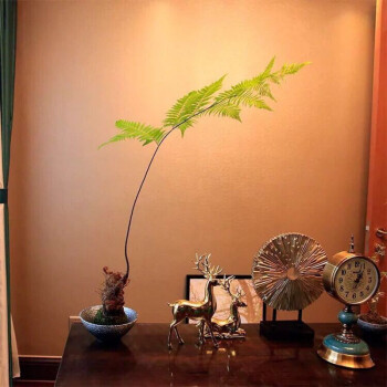 斯柏克蕨类室内办公室奇趣观赏常绿花卉盆景盆栽植物带芽高1218厘米不