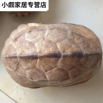 龟壳天然乌龟壳有瑕疵真龟壳科研教学道具学生涂鸦彩绘刻甲骨文龟背长