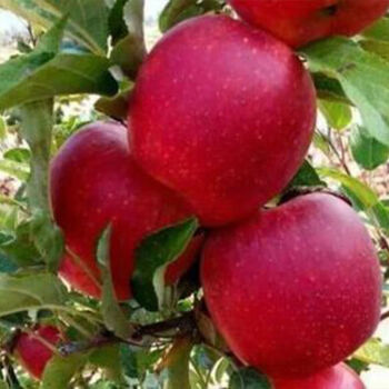 一名花匠苹果树苗南北方新品种红富士当年结果嫁接盆栽树苗鲁丽10年苗