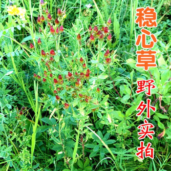 东北特产大兴安岭野生稳心草鹿心草 250克