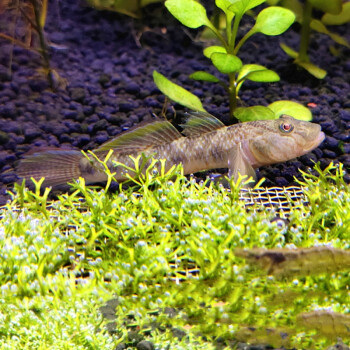 荣郁原生鱼子陵虾虎鱼冷水鱼淡水虾虎溪吻清道夫缸造景小型底层观赏鱼