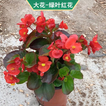 海棠花盆栽玻璃翠重瓣丽格海棠盆栽室内花卉t0大花绿叶红花带盆栽好