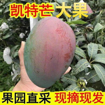 10斤攀枝花凯特芒果新鲜水果当季整箱青四川凯特芒金煌忙香甜可口多汁