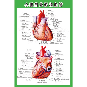 新品人体内脏示意图医学宣传挂图器官心脏院海报心脏的外形和血管pp胶
