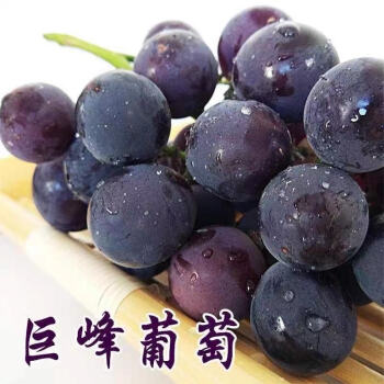 东北巨峰葡萄新鲜提子大葡萄水果整箱 生活虽苦 记得加甜 精选2斤装