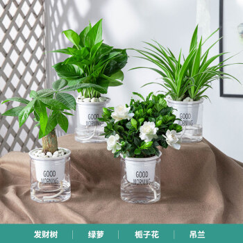 盆栽植物办公室内小绿植去 水培好养 【居家组合】发财树 栀子花 绿萝