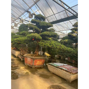 进口罗汉松造型树大树盆景树造型黑松大型别墅庭院日本迎客松树苗