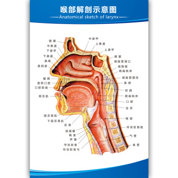 人体解剖图结构示意图内脏器官喉部解剖图医院耳鼻喉解剖图挂图主图款