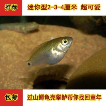 荣郁龟壳攀鲈鱼过山鲫广西兵器海巴毛鱼淡水鱼热带鱼观赏鱼会走路的鱼