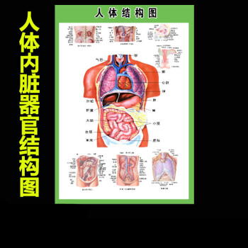 fgacct人体内脏解剖示意图全身器官分布图医院心脏解剖挂图医学海报