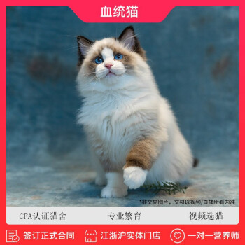 lauren签订正规合同布偶猫纯种幼猫仙女猫幼崽长毛猫猫咪活物宠物猫