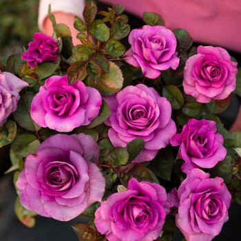 麦桑荷冥王星盆栽月季荷兰阳台系类微型月季多头丰花庭院玫瑰花苗易活
