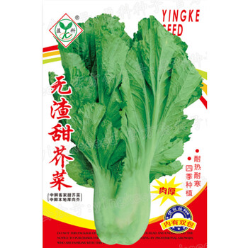 芥菜种子客家本地宽叶厚肉大叶芥菜种籽秋季种植农家菜园蔬菜种孑无渣