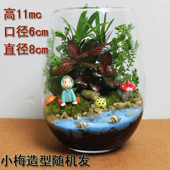 不二臣包微景观创意植物迷你盆栽diy植物生日礼物苔藓生态瓶杯中小梅