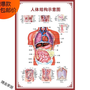 海报脊柱图解肌肉分布解剖图挂画背胶材质人体结构示意图24寸40x60cm