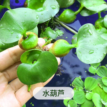 浮萍水草植物造景净化水质的养龟缸养鱼缸用品漂浮水芙蓉苗水葫芦水