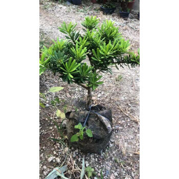 台湾金钻罗汉松 四季常青绿植名贵树种 25公分嫁接苗分枝多 不含盆