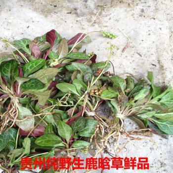 伟博贵州纯新鲜纸背金牛草鹿含衔蹄草大肺筋草红肺筋草500g嘉万滋补品