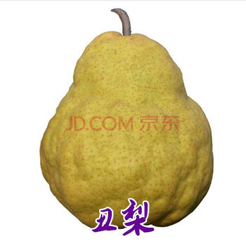 梨树苗梨树树苗南方北方种植梨树苗红梨苗阳台庭院农田盆栽地栽果树苗