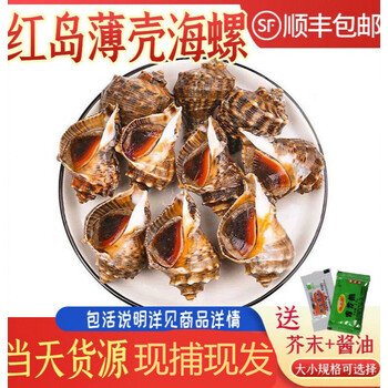 海螺14斤鲜活海螺大海螺麻辣海螺海螺青岛海鲜水产牙签螺4斤装芥末