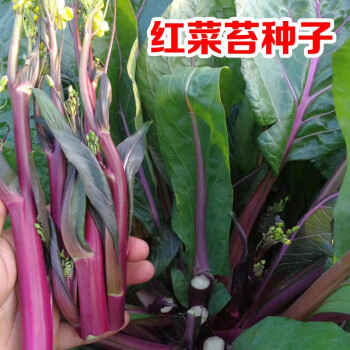 冠四季红菜苔种子菜心菜花芸菜苔紫菜苔蔬菜种子四季播阳台蔬菜种籽