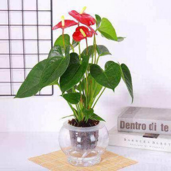 红掌盆栽白掌植物室内办公室懒人花卉水养水培鸿运当头花 圆形花瓶
