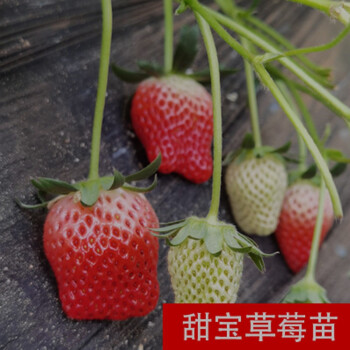 苗盆栽带土南北方种植当年结果食用牛奶草莓秧阳台带盆甜宝草莓苗20颗