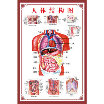 人体肌肉解剖图挂图人体内脏结构图全身器官分布穴位图人体骨骼图z33b