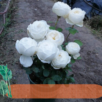 隆之亿园艺灌木浓香伊芙婚礼之路切花月季庭院阳台花卉观花白玫瑰花苗