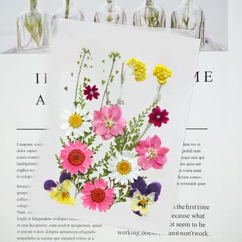 佳茉【热门商品】透明干花书签手工diy材料标本pvc塑封膜创意植物树叶压花瓣瓶26朵收集夏天