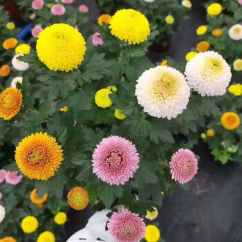 乒乓菊盆栽带花鲜花笑脸菊花苗七彩缤纷千头菊荷兰菊翠菊球菊真花乒乓