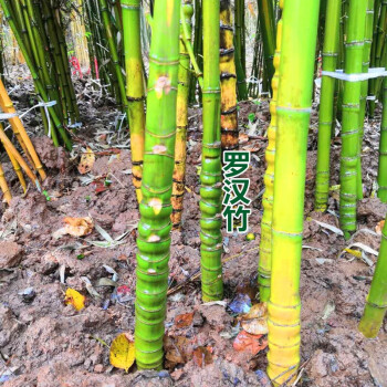 芊阙竹子苗庭院绿篱耐寒植物室内绿植阳台盆栽紫竹苗绿化苗罗汉竹