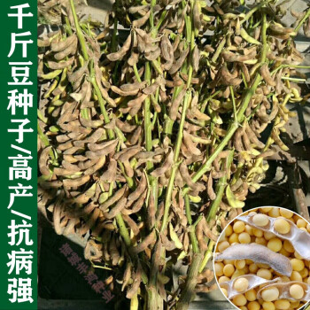 千斤豆黄豆种子大豆种春夏季播大田基地均可种植大豆种亩产1000斤千斤