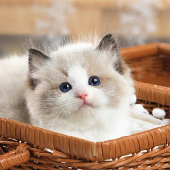 广东猫舍 布偶猫幼猫宠物猫活体纯种小猫幼体海豹双色布偶蓝双布偶山
