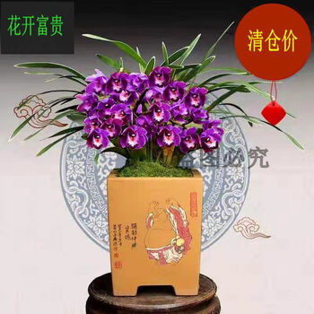 金边兰花特漂亮金边兰四季开花超香花开富贵5苗连体包活包开花