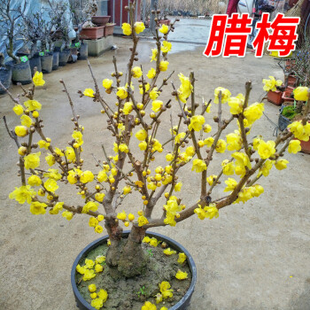 腊梅花树苗盆栽梅花盆景腊梅耐寒老桩浓香型花卉植物室内阳台花苗庭院