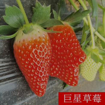 四季草莓苗盆栽带土带花带果食用牛奶草莓秧南北方当年结果阳台巨星