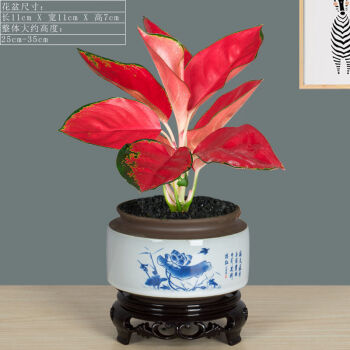 精选直发吉利中国红盆栽如意皇后万年红室内花卉万年青水培好养办公室
