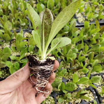 种子孑金玉兰菜黄芽球种苗红苣菊苗根苗阳台蔬菜养殖种籽红菊苣苗20棵