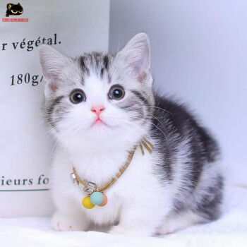 美短毛活体幼猫超级矮脚拿破仑纯种猫咪美国短毛猫活体幼猫虎斑加白