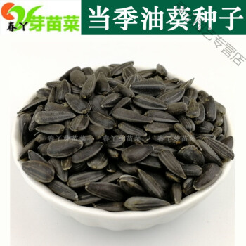 油葵苗芽苗菜种子鸽粮宠物粮黑珍珠小瓜子豌豆小麦葵花籽水培蔬菜油葵