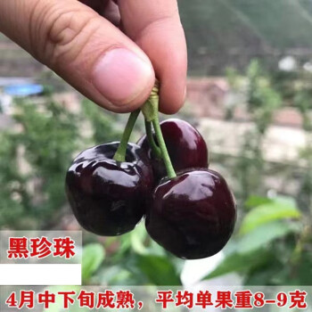 黑珍珠车厘子树苗 9年苗