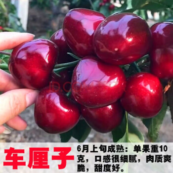 车厘子树苗樱桃树苖当年结果南方北方种植大樱桃苗嫁接苗果苗庭院阳台