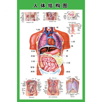 医学宣传挂图人体人体内脏解剖示意图医学宣传挂图人体器官心脏结构图